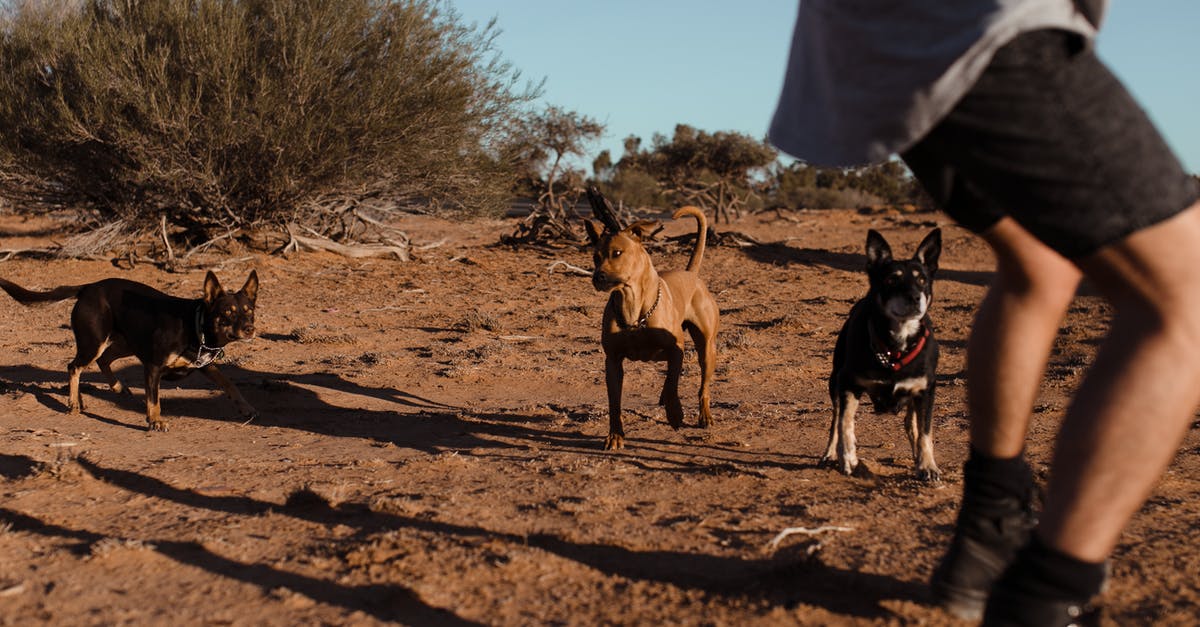 2000g sourdough boule in medium sized dutch oven - Group of medium size dogs with short fur running to crop man in casual clothes in sandy area in daytime