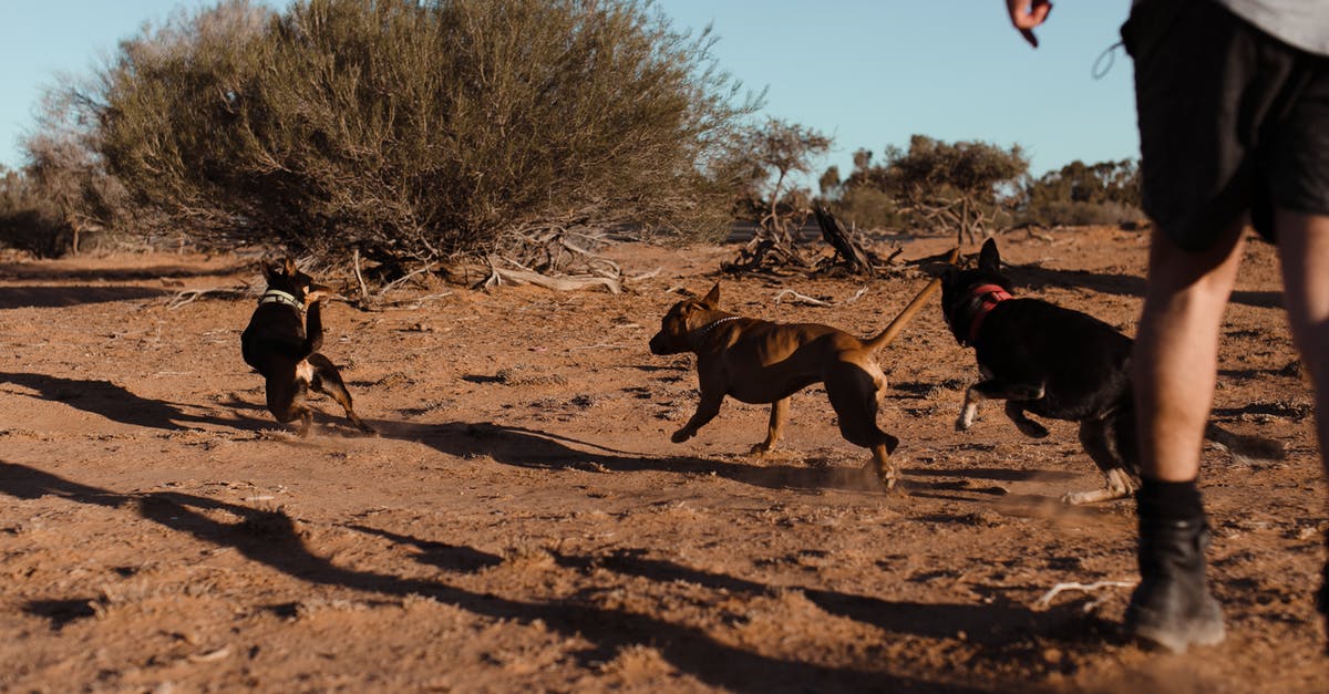 2000g sourdough boule in medium sized dutch oven - Group of dogs running away from man on sand