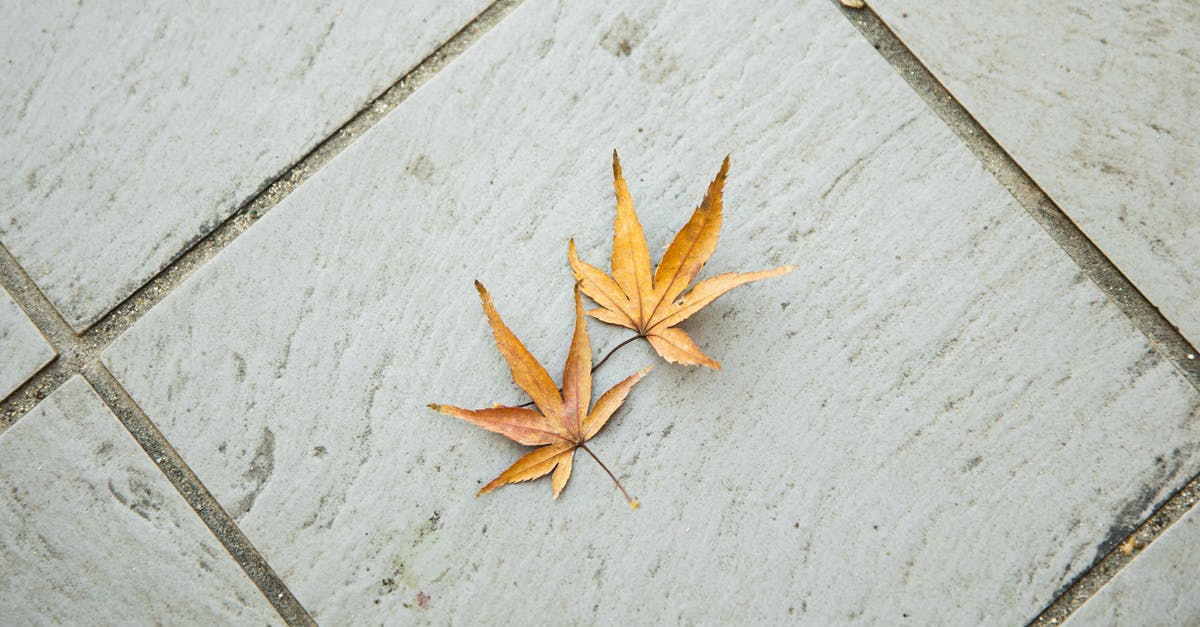 3 day old steak turning brown from the inside out - Top view of dry weathered brown maple leaves with pointed edges placed on tiled floor in light room in autumn time