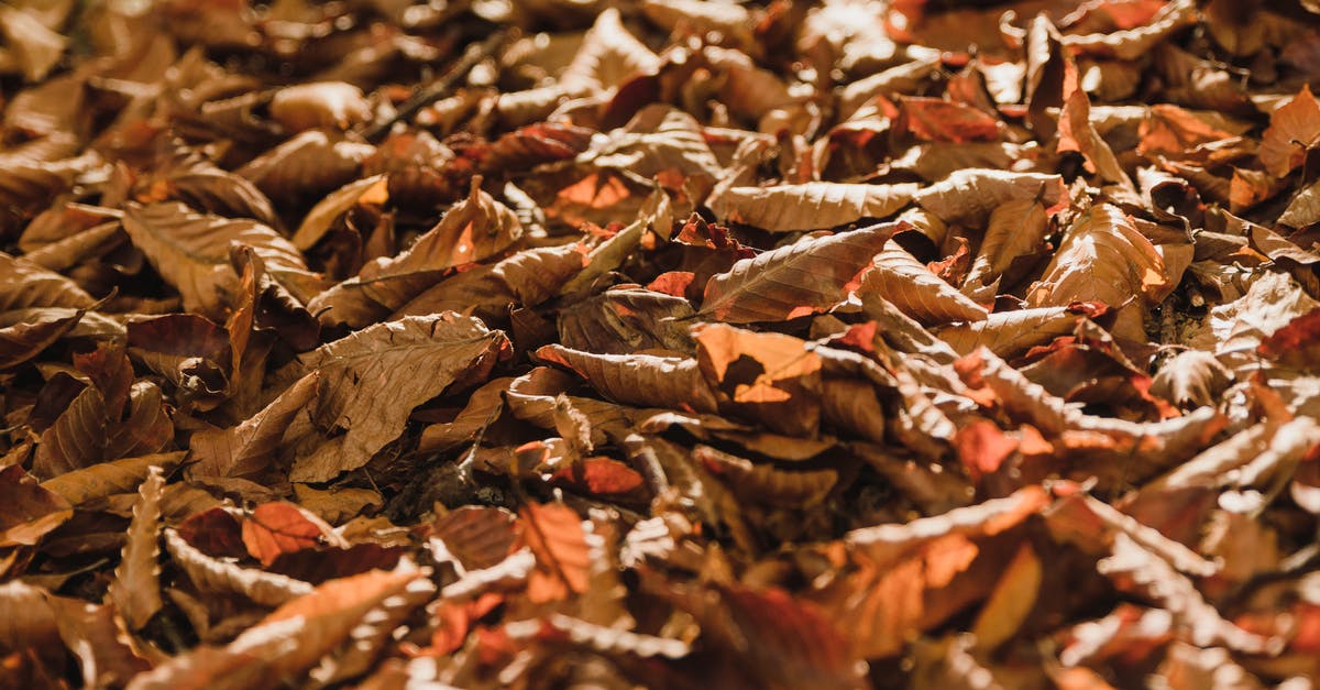 A steak story: dry crust - Brown Dried Leaves on Ground