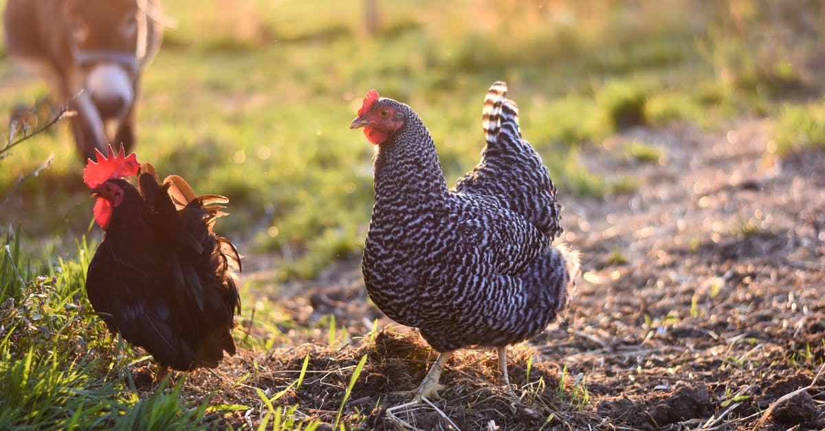 About Farm Chicken - Black and White Chicken on Green Grass