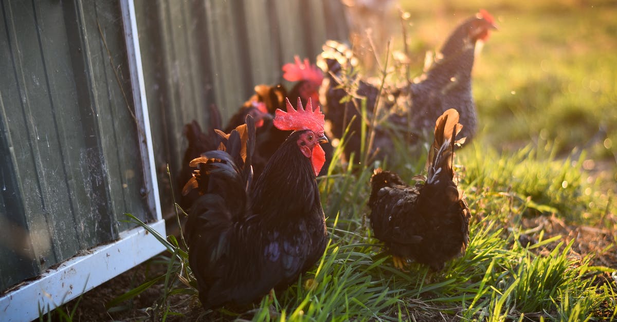 About Farm Chicken - Black Rooster on Green Grass