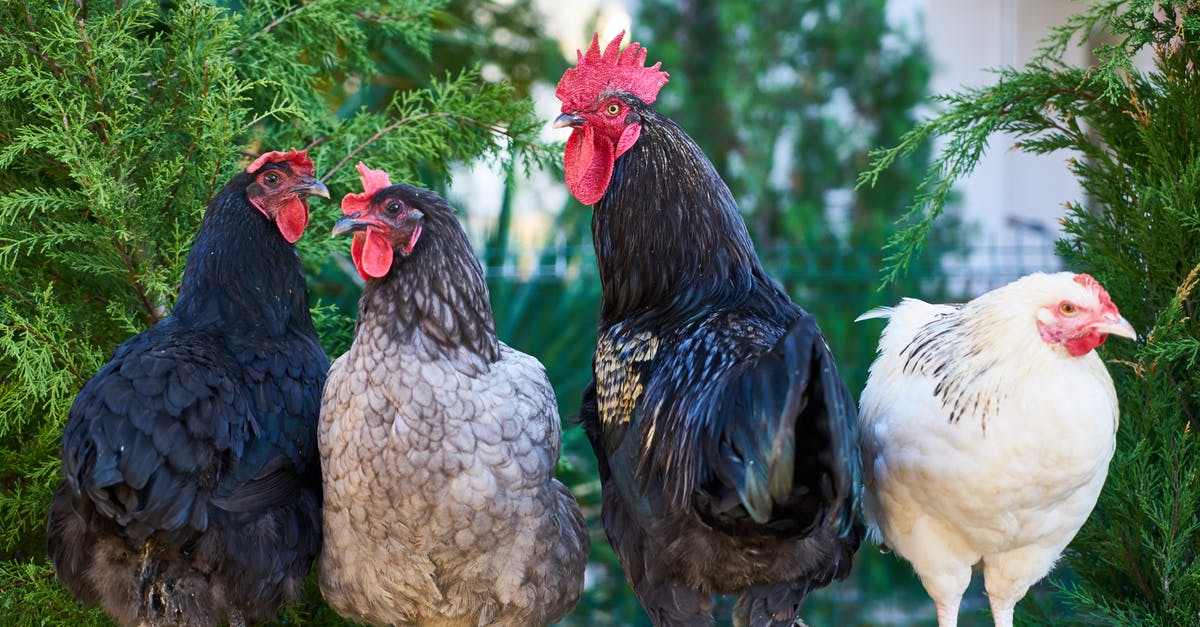 About Farm Chicken - Four Assorted-color Roosters