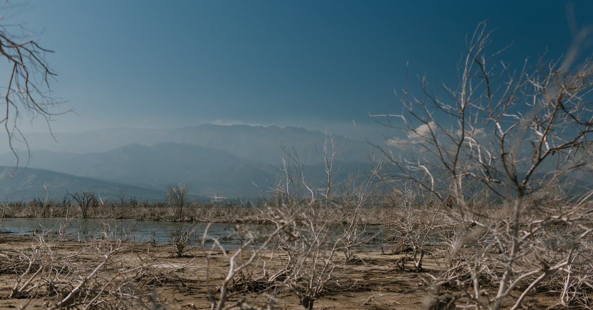 Absorb precipitates when heating water in a microwave? - Dry plants on shore of calm reservoir