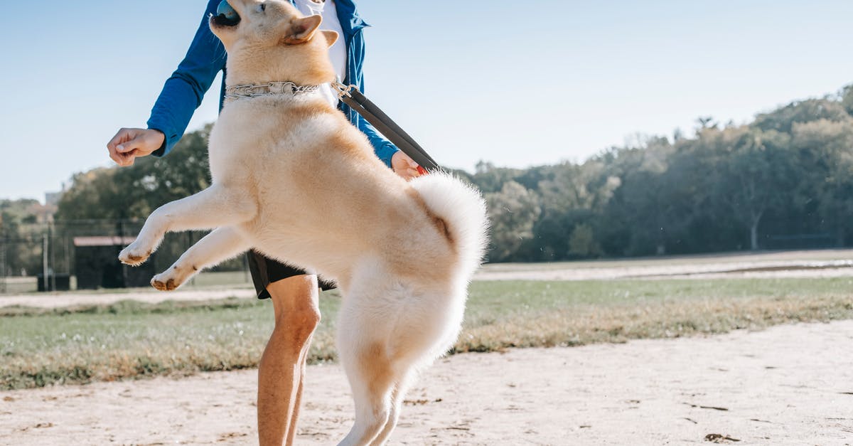 Acmella oleracea (Szechuan buttons) - active chemical for mouth sensation? - Jumping dog with ball near crop ethnic owner in park