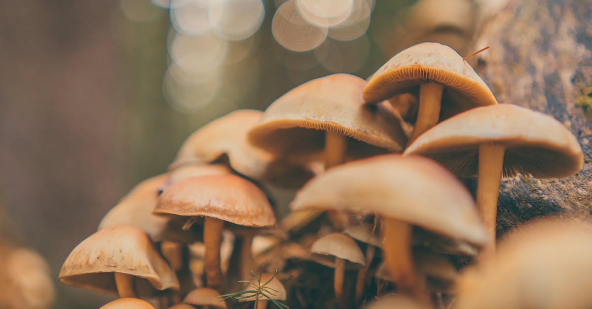 Agar Agar - trials and tribulations! - White and Brown Mushrooms in Tilt Shift Lens