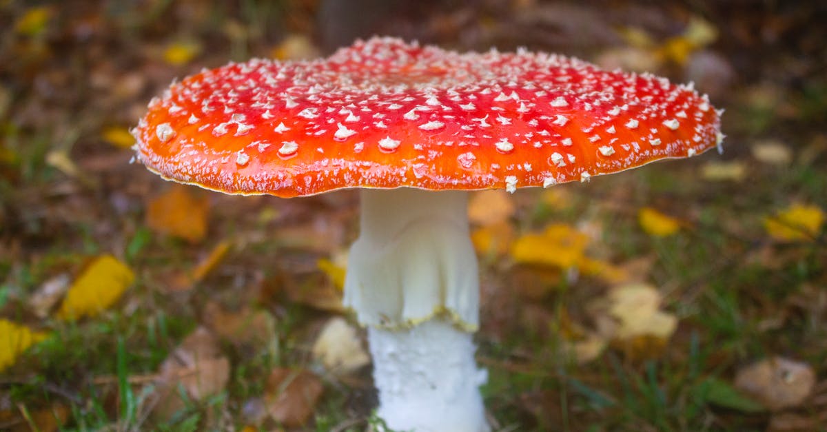 Agar Agar - trials and tribulations! - Close-Up Shot of a Scarlet Death Cap Mushroom