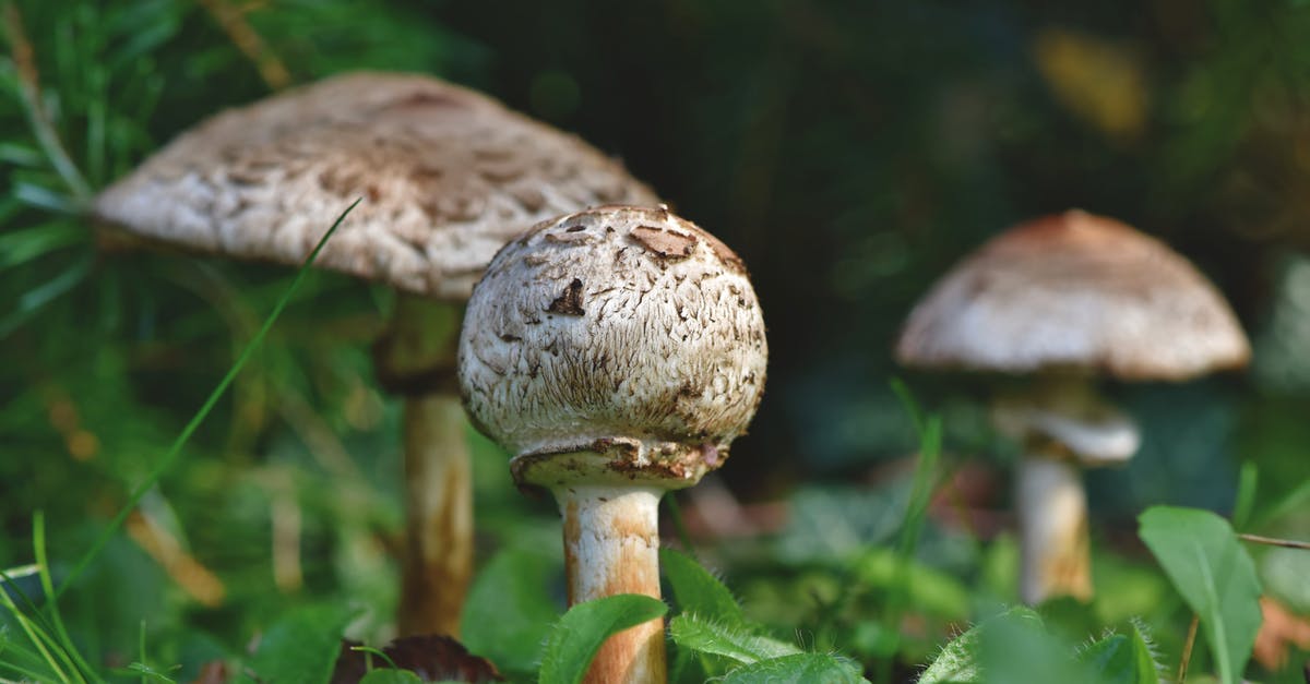 Agar Agar - trials and tribulations! - Brown Mushroom on Green Grass