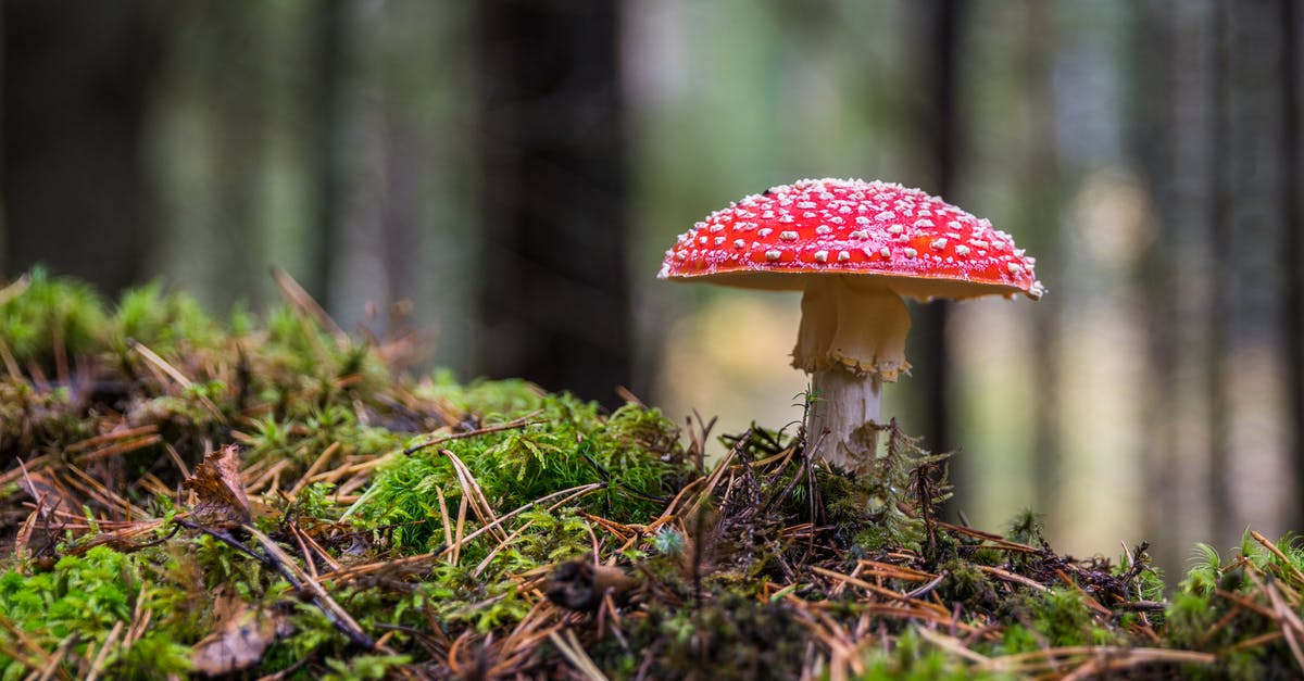 Agar Agar - trials and tribulations! - Closeup Photo of Red and White Mushroom