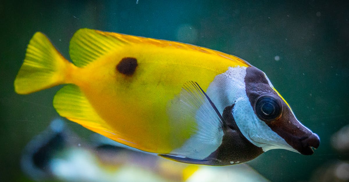 Albacore or Yellow Fin - Colorful foxface swimming in aquarium