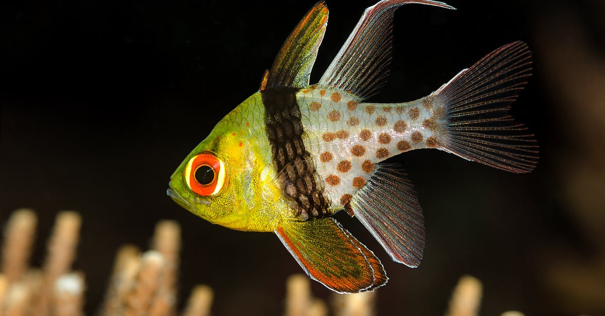 Albacore or Yellow Fin - Green and Yellow Fish Underwater
