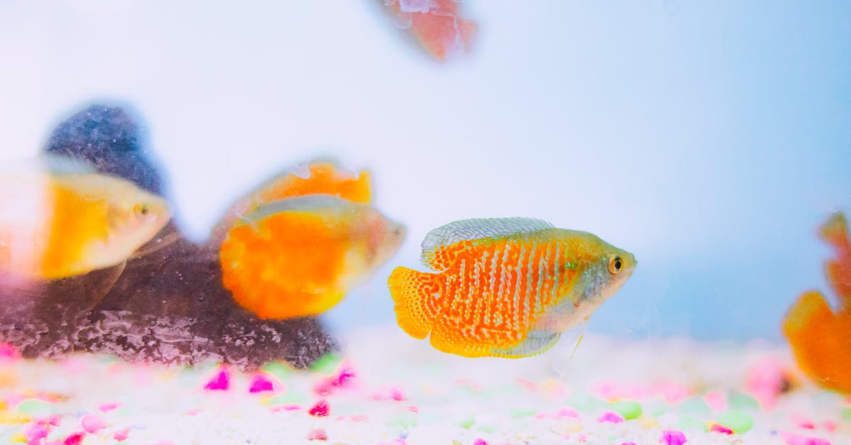 Albacore or Yellow Fin - Small bright yellow Colisa lalia fishes floating in transparent water in aquarium with corals