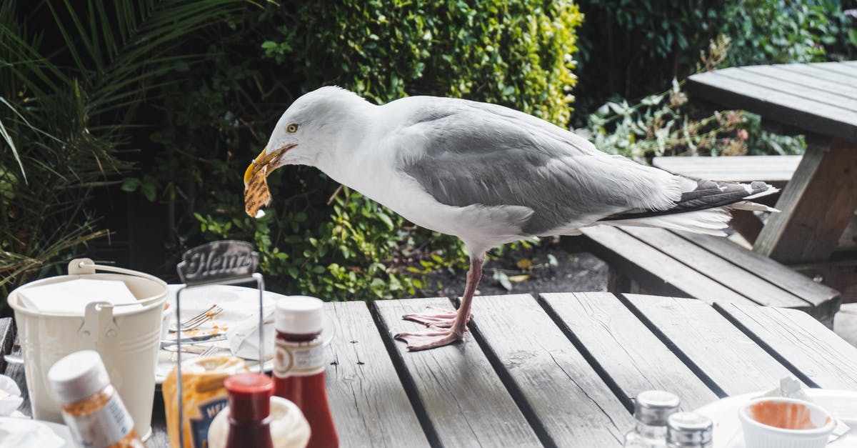 Alternative for Buffalo wing sauce [closed] - Seagull with food in beak on wooden table with various sauces on veranda of cafeteria near green plants on street