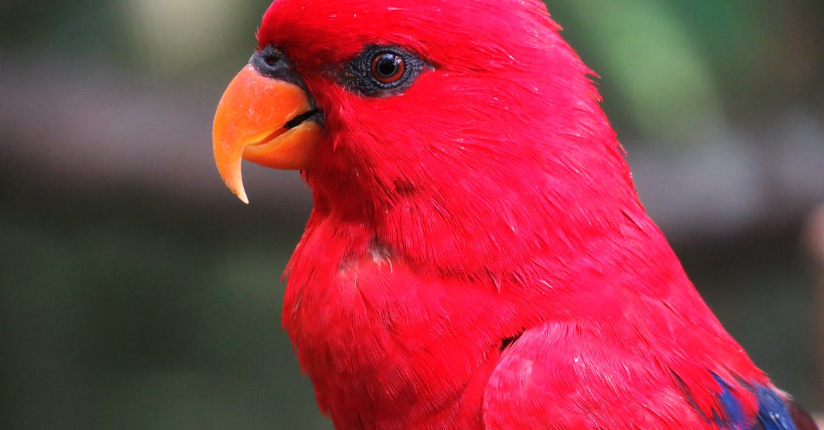 Alternative for Buffalo wing sauce [closed] - Selective Focus Photography of Red Parrot