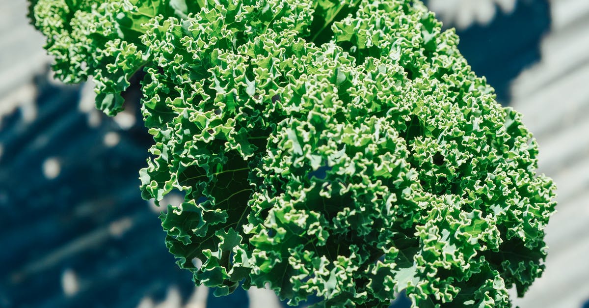 Alternatives to massaging fresh kale? - Green Plant in Close-Up Photography