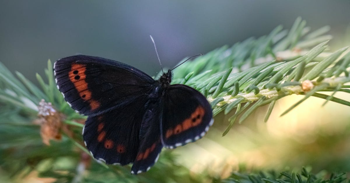 Alton Brown's Buffalo Wings - Free stock photo of arran brown, biology, bloom