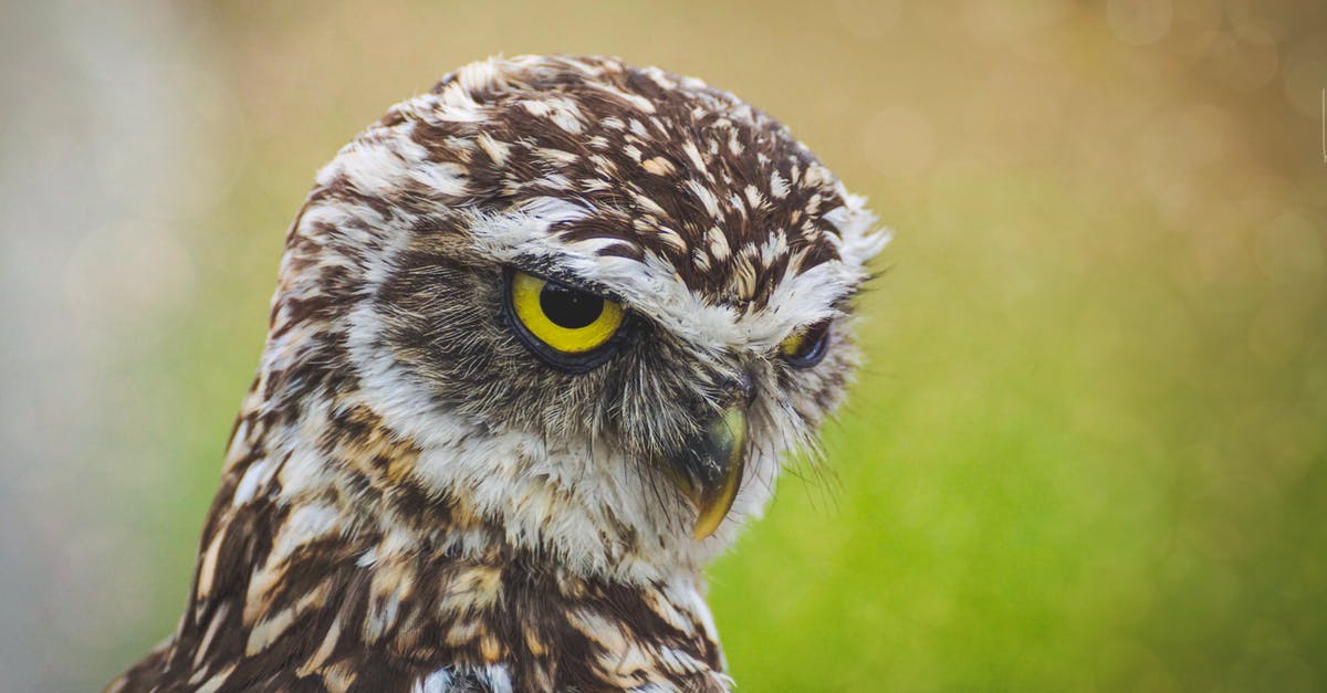 Alton Brown's Buffalo Wings - Selective-focus Photography of Brown Owl