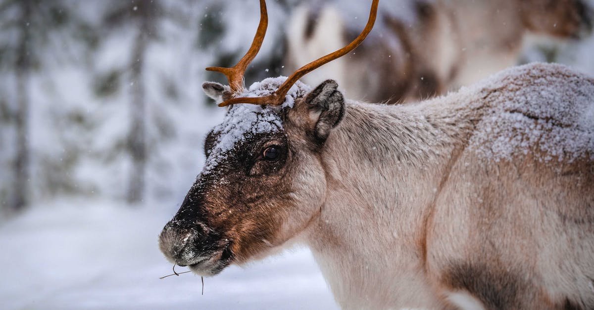 Am I supposed to eat frozen cherries directly - Reindeer eating in winter forest during snowfall