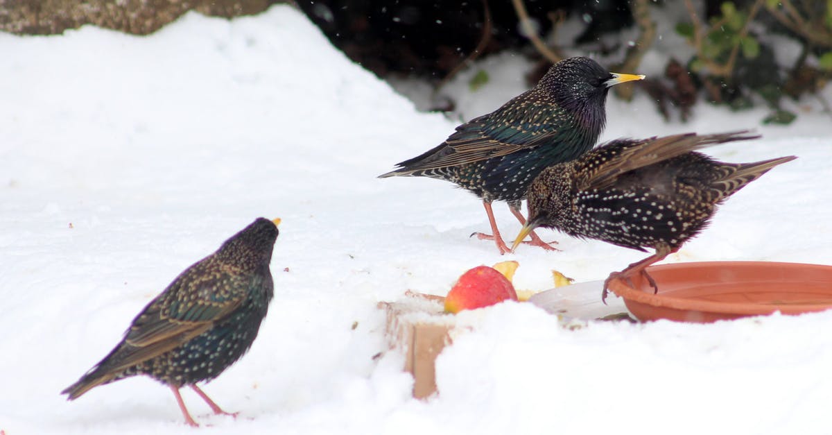 Any food safety risk eating cold refrigerated pizza? - Three Birds on the Ground Surrounded by Snow