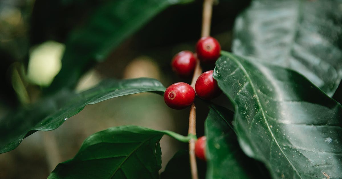 Anyone knows how this seed/fruit is called? (bush) - Red coffee berries growing on tree branch