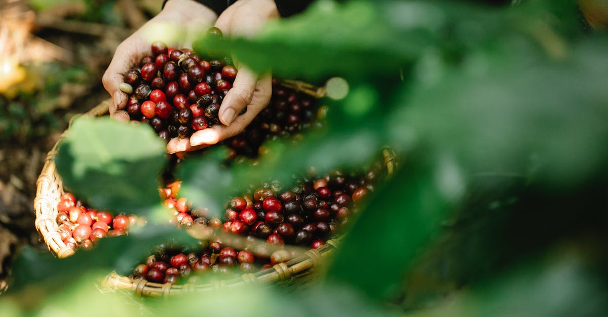 Anyone knows how this seed/fruit is called? (bush) - Unrecognizable farmer harvesting red coffee berries in forest