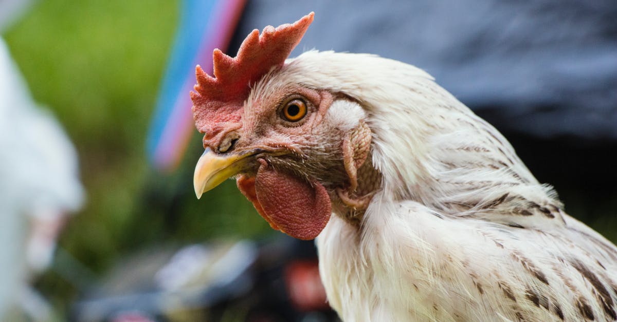 Anything wrong with this chicken/can undercooked chicken be white inside? - Selective Focus Photo of White Chicken