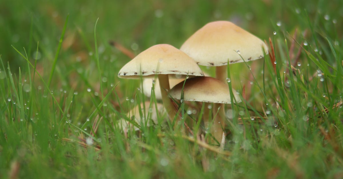 Appropriate way to thaw mushrooms - Close up of Mushrooms in Grass