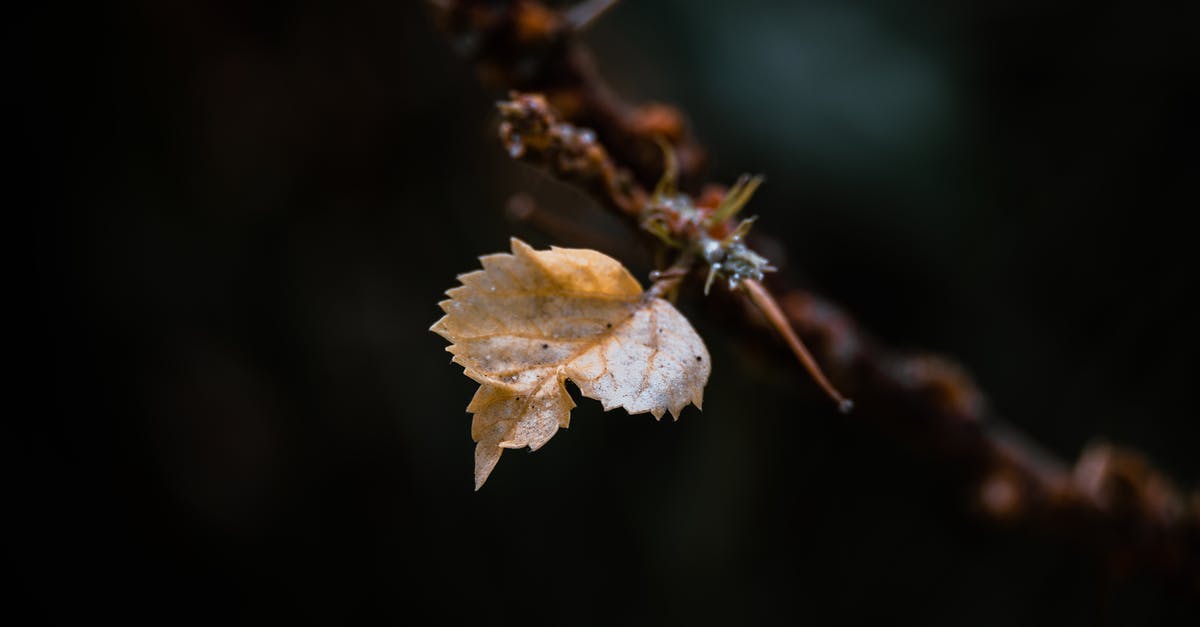 Approximating dried mushroom texture without - Brown Leaf in Close Up Shot