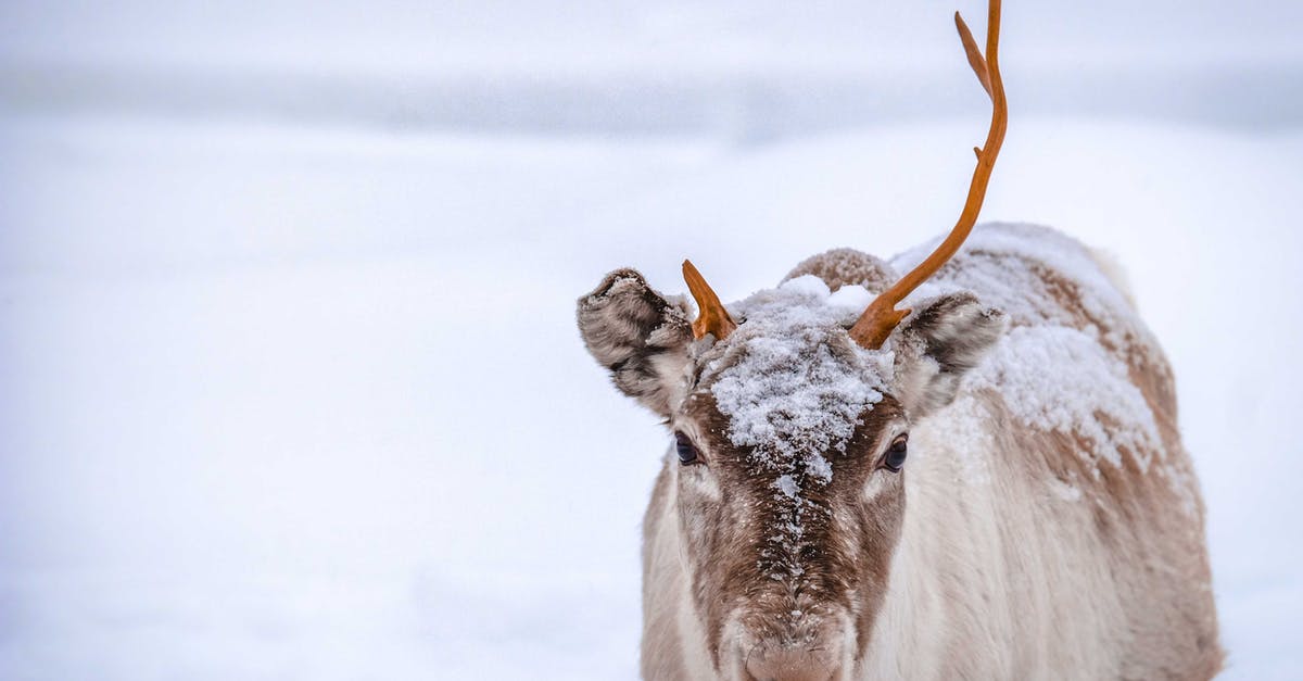 Arctic char available in North-America - Lonely wild reindeer with broken antler grazing on empty terrain covered by snow on winter day