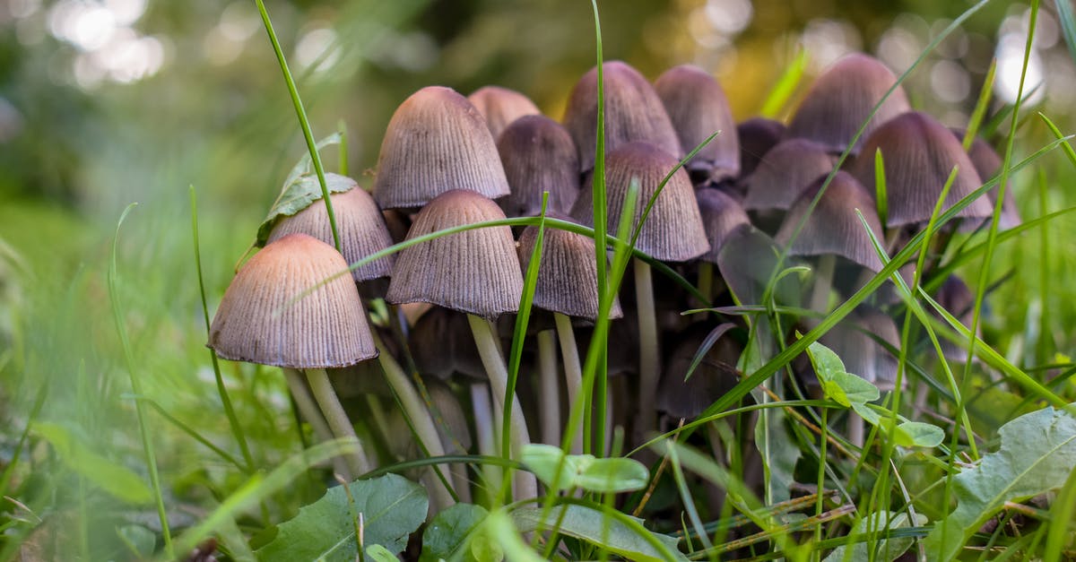 Are all slugs edible? - Brown Mushrooms on Green Grass