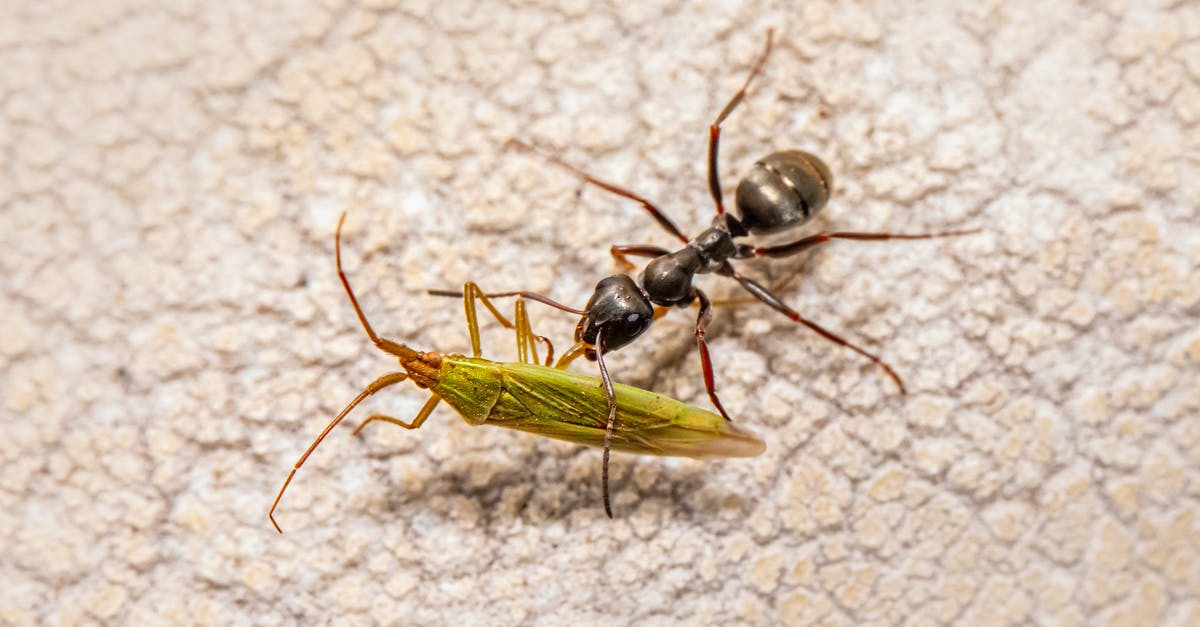 Are all species of CANNA edible? - Black Ant on White Textile