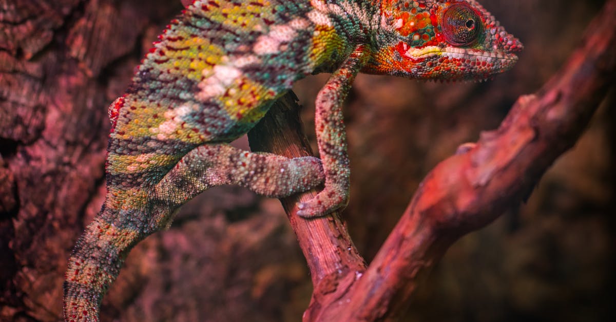 Are all species of CANNA edible? - Veiled Chameleon