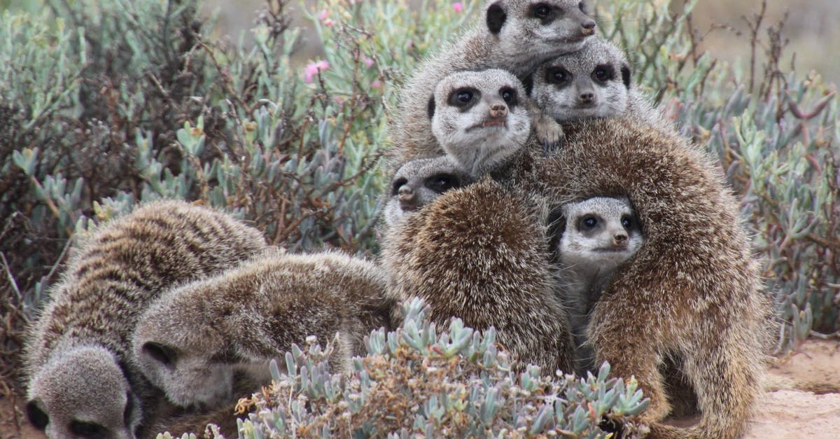 Are all species of CANNA edible? - Gray Meerkat Facing Cameras