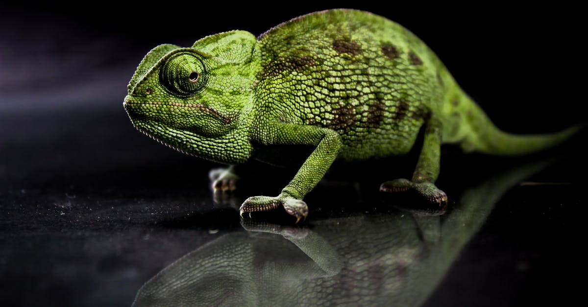 Are all species of CANNA edible? - Photo Of Chameleon Near The Water