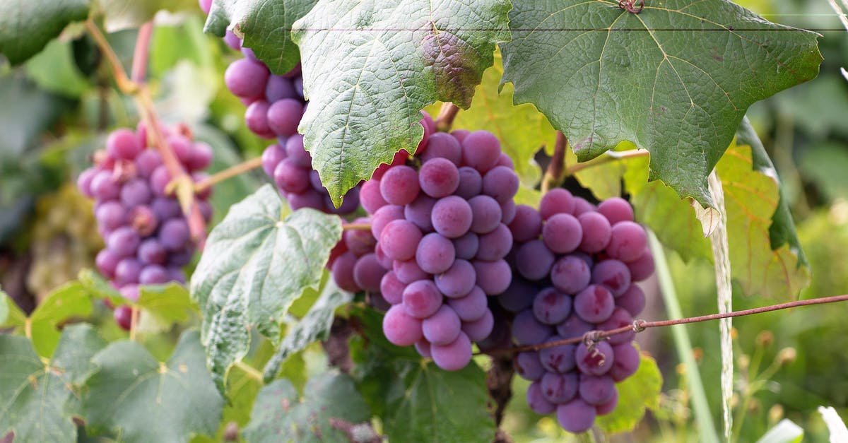 Are American food colourings weaker than in other countries? - Purple Grapes