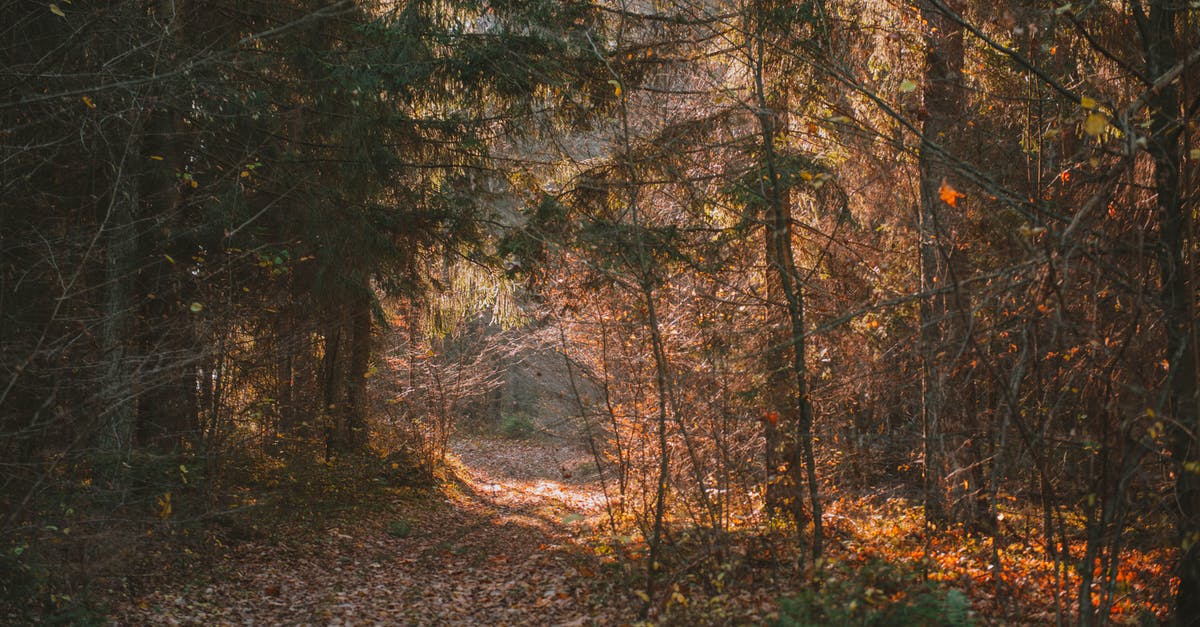 Are arborvitae branches safe to use as a seasoning? - Brown and Green Trees in the Forest