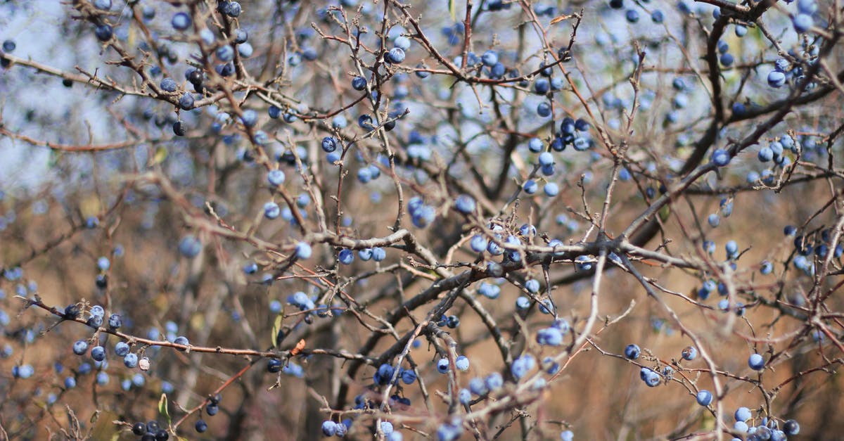 Are arborvitae branches safe to use as a seasoning? - Brown Tree Branch