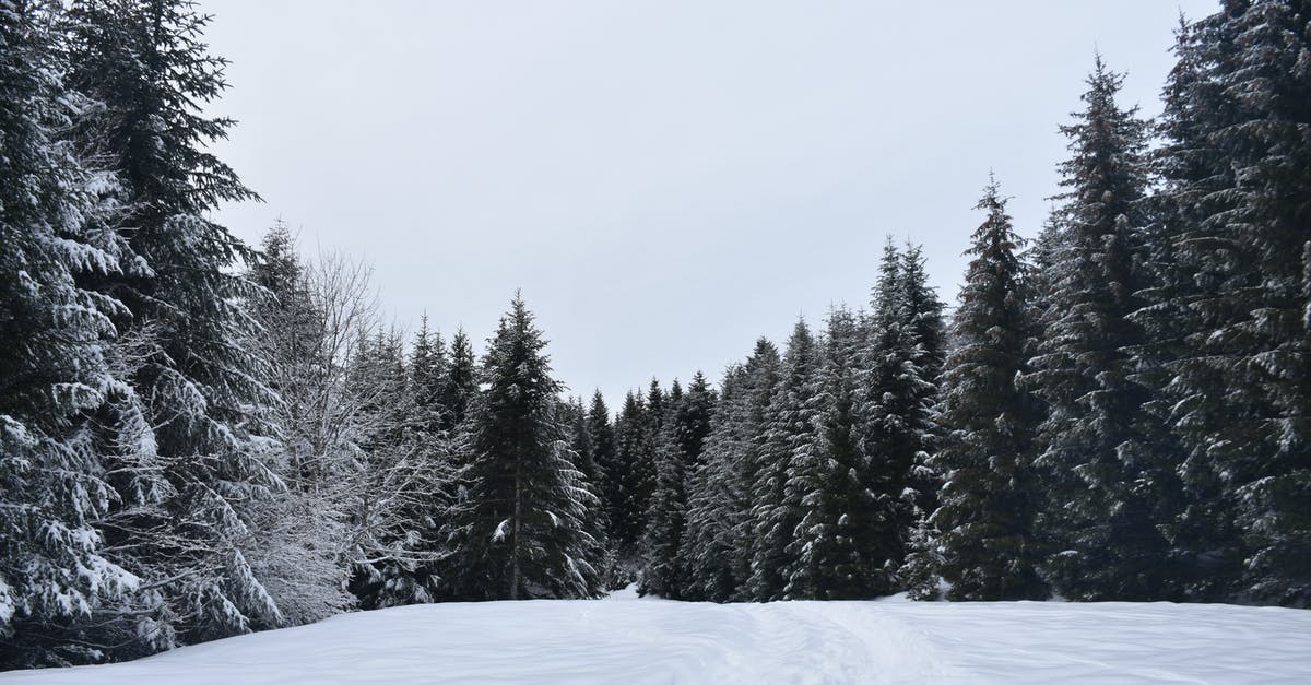 Are arborvitae branches safe to use as a seasoning? - Free stock photo of branch, chilly, cold