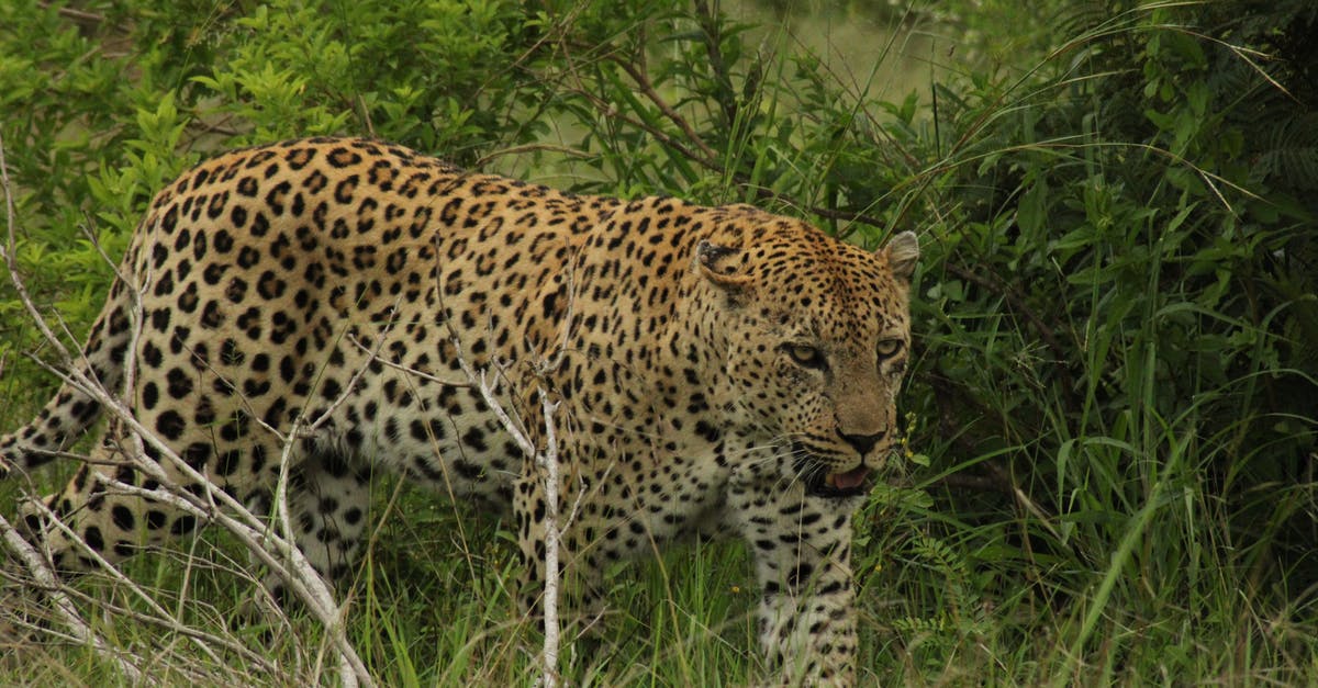 Are bay leaves dangerous to (unwittingly) eat? - Leopard on Green Grass