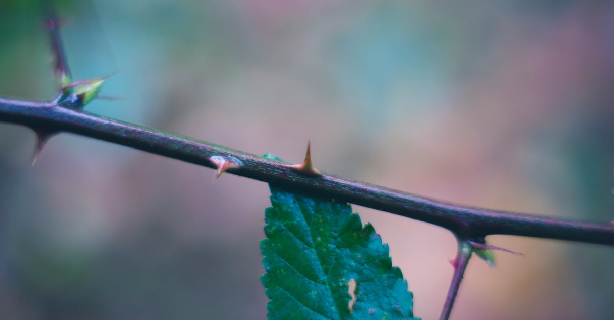 Are bay leaves dangerous to (unwittingly) eat? - Green Leaf Plant in Close Up Photography