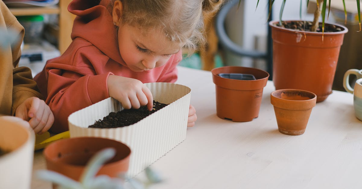 Are caraway seeds and fennel seeds the same? - Free stock photo of breakfast, child, children