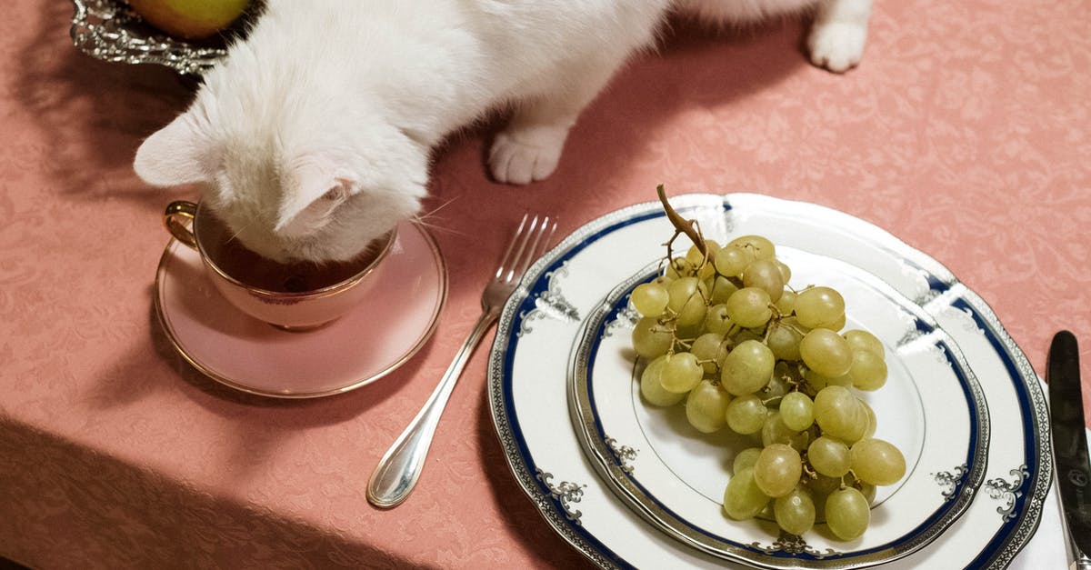 Are ceramic plates generally oven-safe? - White Cat Drinking in a Cup