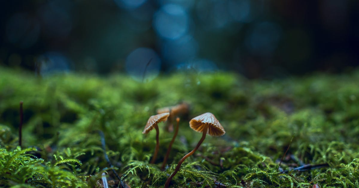 Are chestnut mushrooms and baby portabella mushrooms the same thing? - Close-Up Photo of Mushrooms