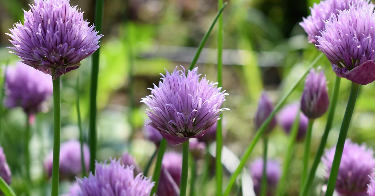 Are Chives and Green Onions the same thing? - Shallow Focus of Purple Flowers