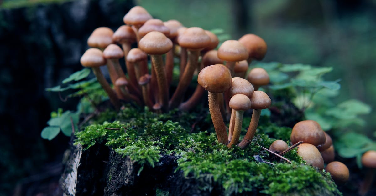 Are cremini mushrooms and chestnut mushrooms the same thing? - Brown Mushrooms on Green Moss