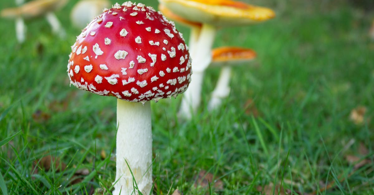 Are Devil’s Cigar mushrooms poisonous? - Wild Growing in the Ground