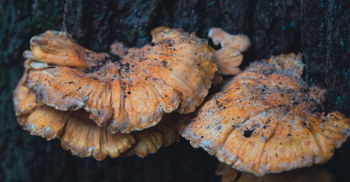 Are Devil’s Cigar mushrooms poisonous? - Mushrooms Growing on the Trunk of a Tree