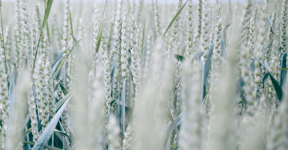 Are Farro (Triticum dicoccum) and Spelta (Triticum spelta) interchangeable? - Wheat spikes in countryside field in summer