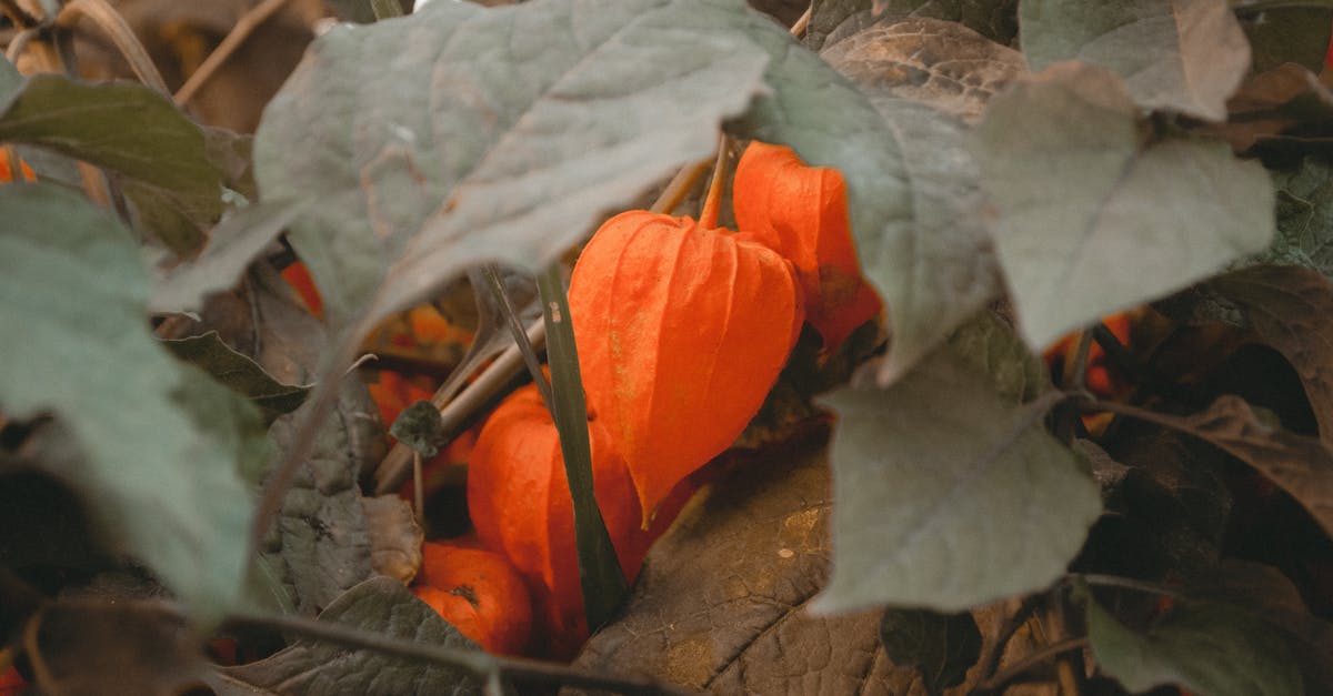 Are gourd leaves edible? - Close-up Photo of Orange Petaled Flowers