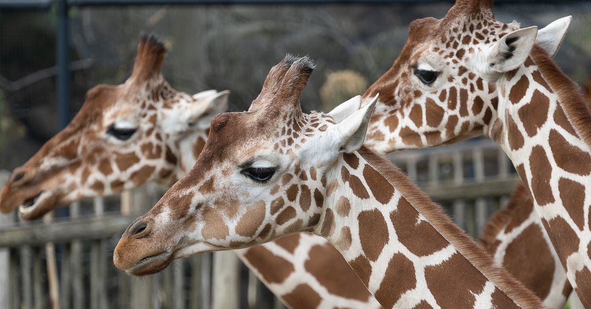 Are heads of porgies poisonous? - Brown and White Giraffe in Cage